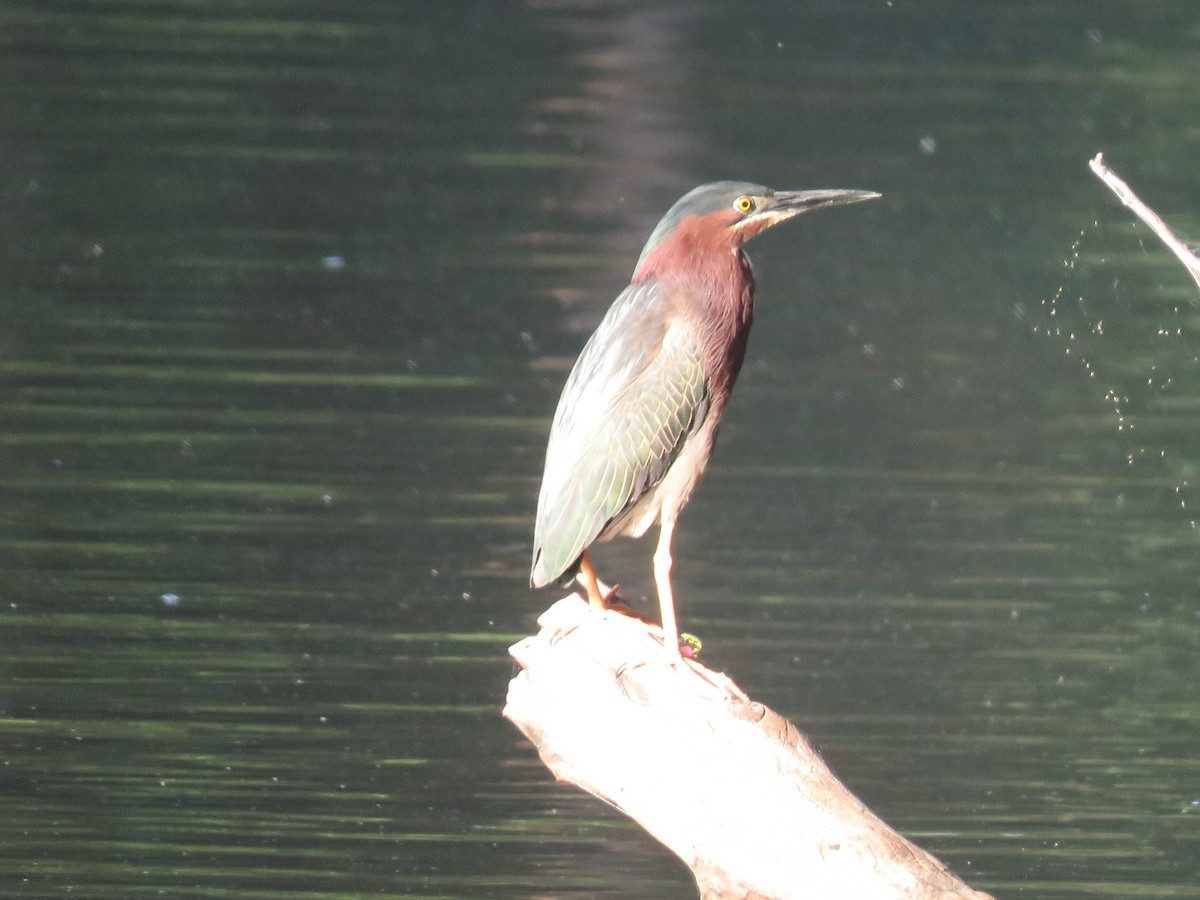 Green Heron - ML620894678