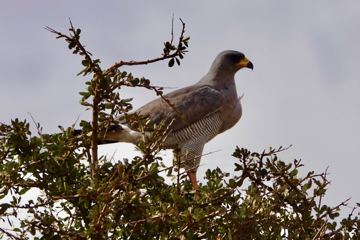 Autour à ailes grises - ML620894680