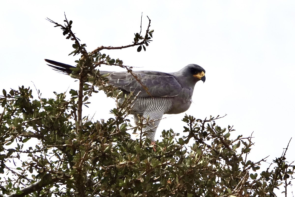 Autour à ailes grises - ML620894681