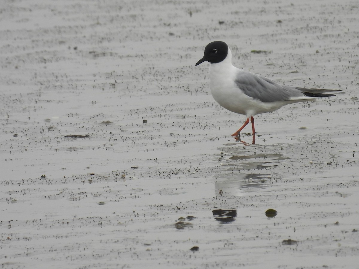 Bonaparte's Gull - ML620894690