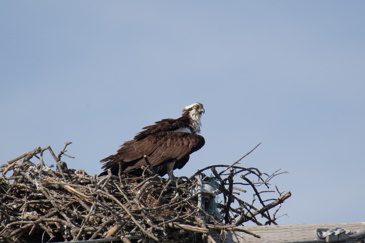 Osprey - ML620894698