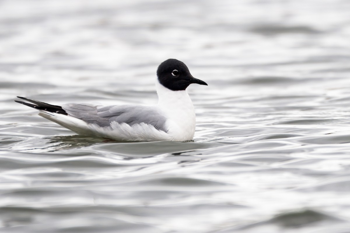 Bonaparte's Gull - Calvin S