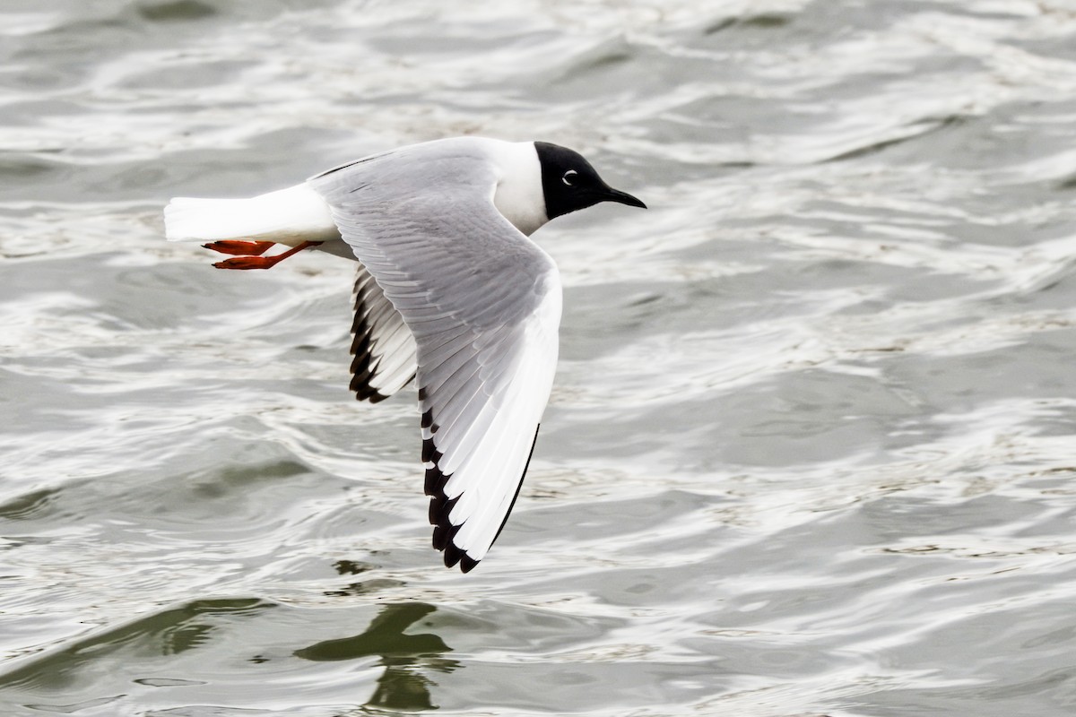 Bonaparte's Gull - ML620894701