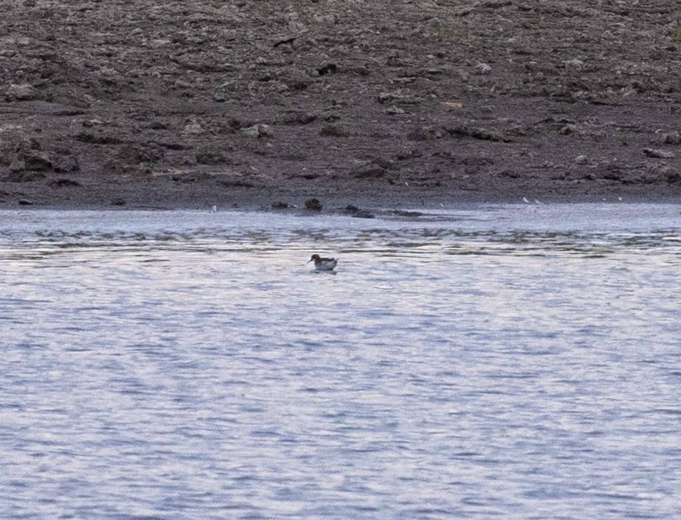 Wilson's Phalarope - ML620894705