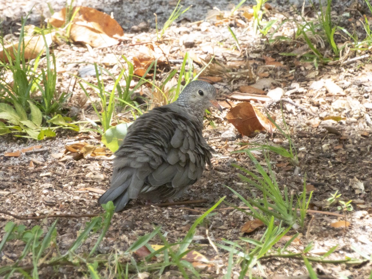 Common Ground Dove - ML620894710