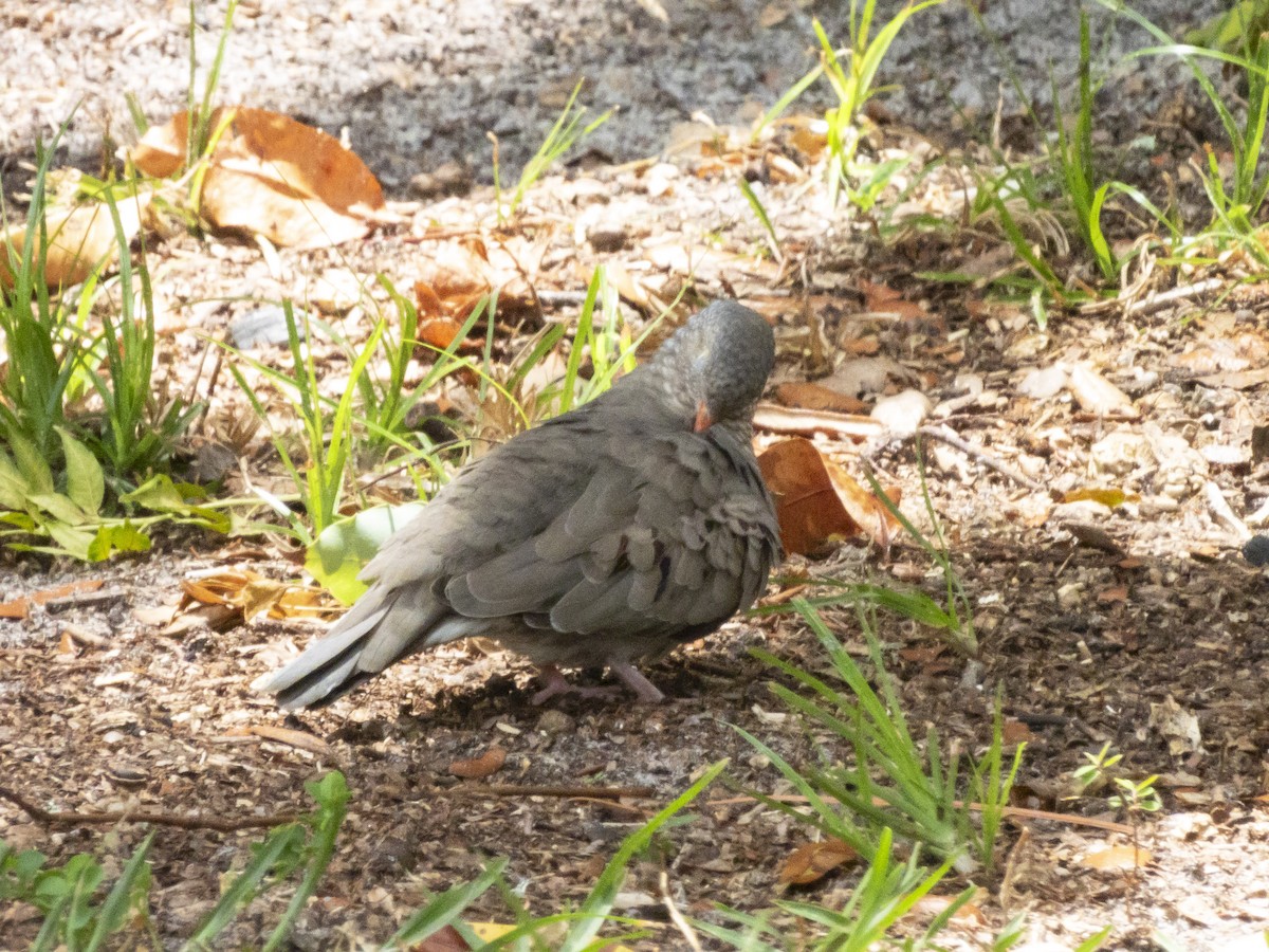 Common Ground Dove - Carol Bailey-White