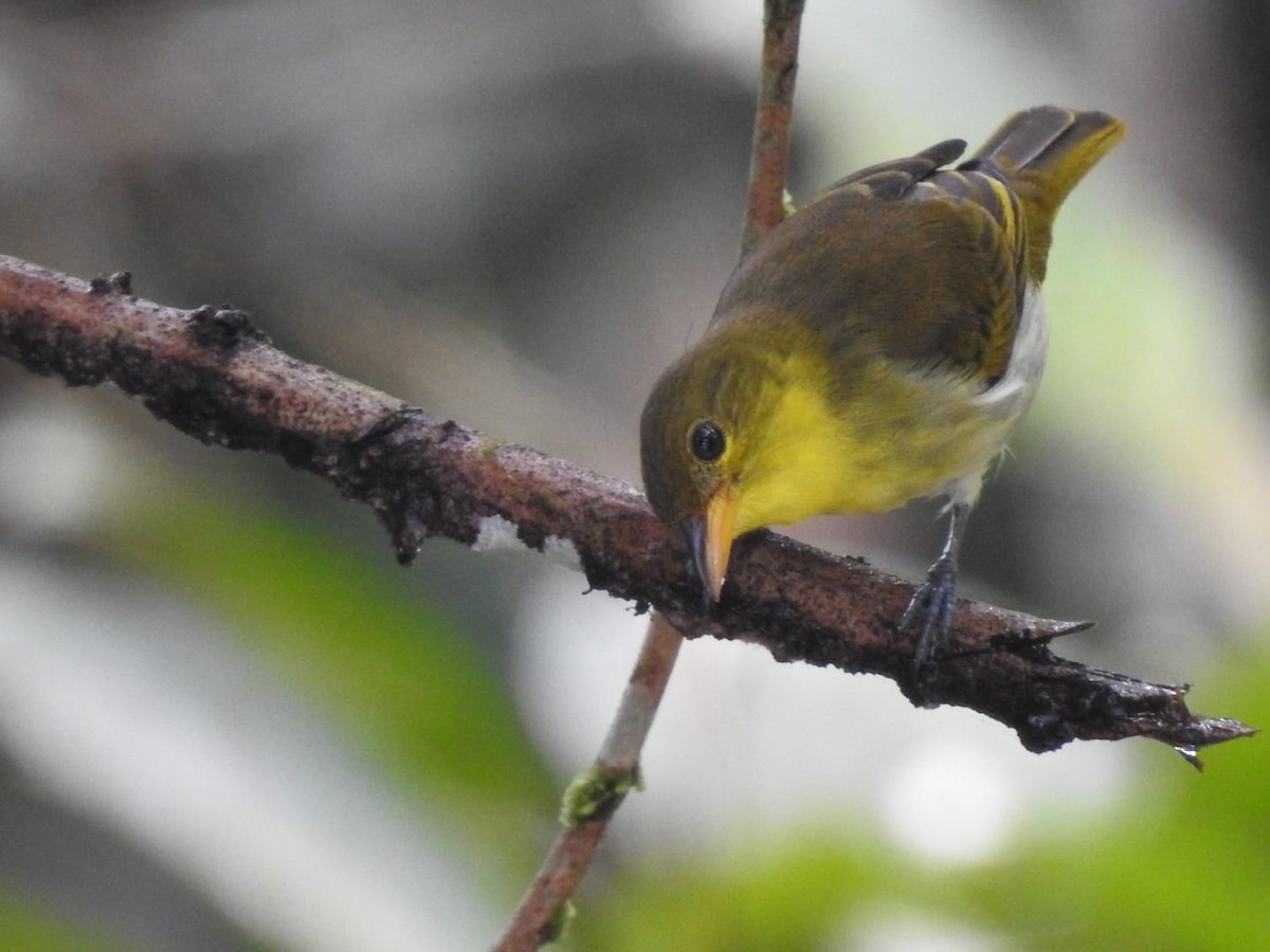 Guira Tanager - Etno-ornitologia Amazonian Motmot