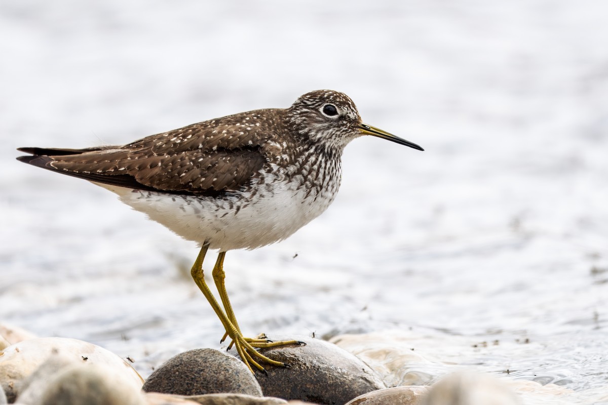 Solitary Sandpiper - ML620894718