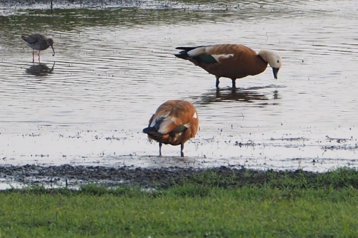 Ruddy Shelduck - ML620894724