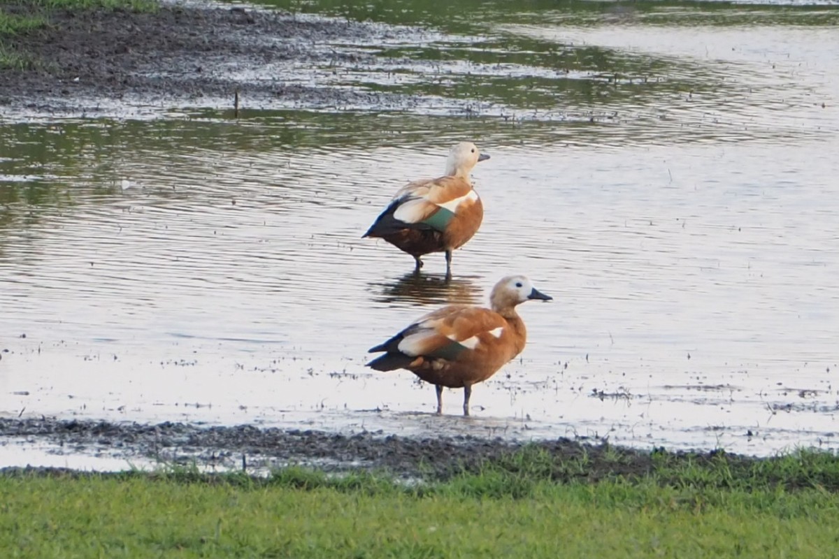 Ruddy Shelduck - ML620894725