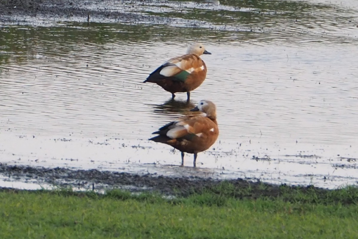 Ruddy Shelduck - ML620894726