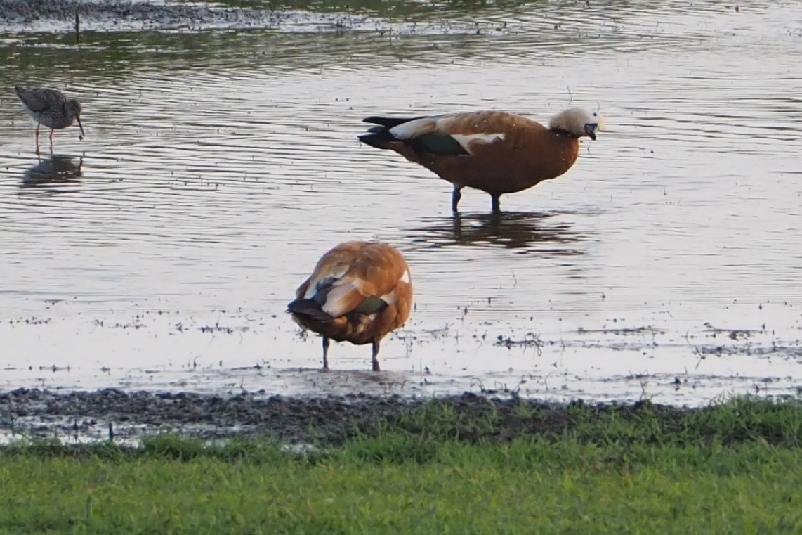 Ruddy Shelduck - ML620894727