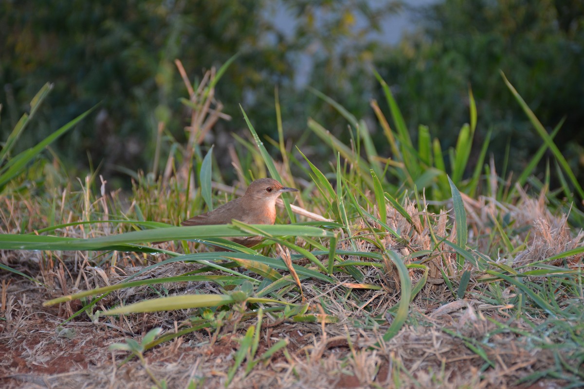 Rufous Hornero - ML620894728