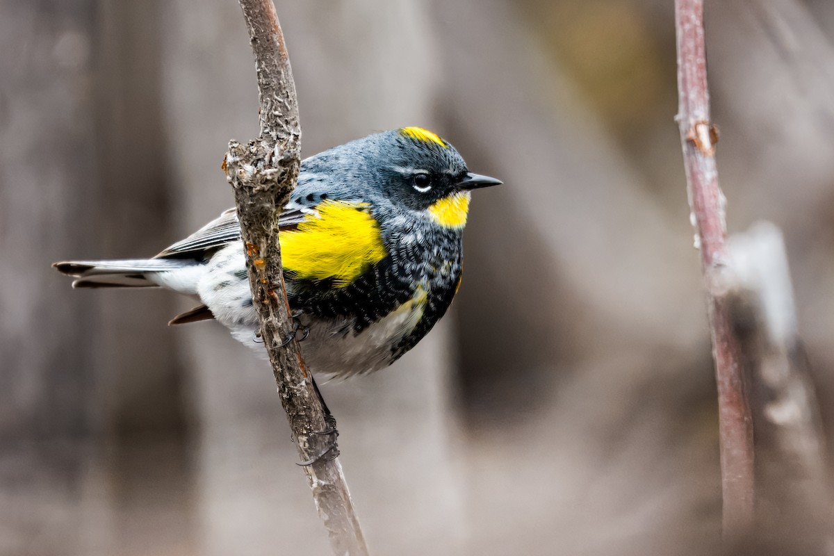 Yellow-rumped Warbler (Myrtle x Audubon's) - ML620894729