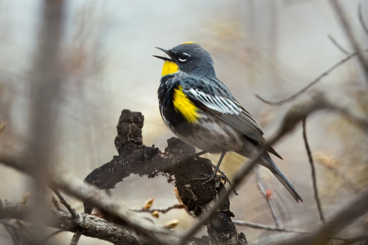Yellow-rumped Warbler (Audubon's) - ML620894730