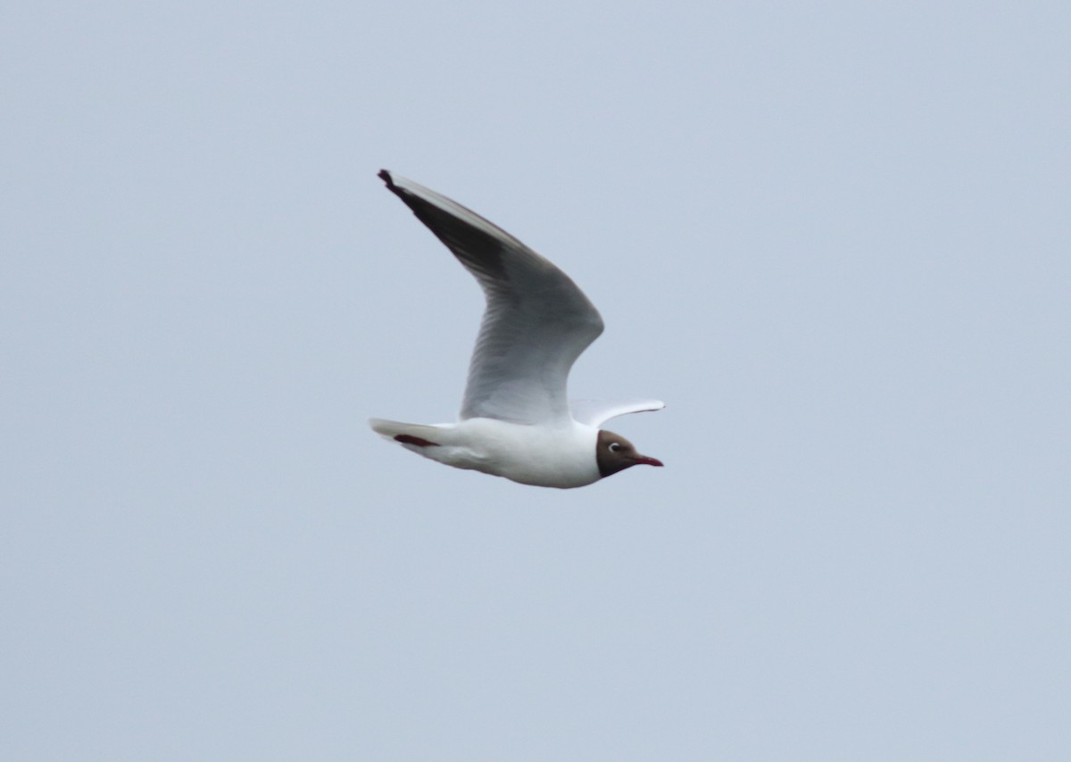 Black-headed Gull - ML620894731