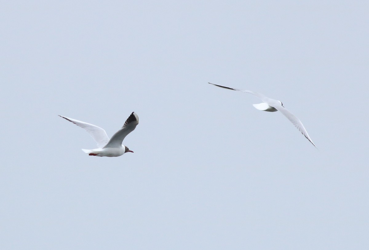 Black-headed Gull - Christian Marcotte