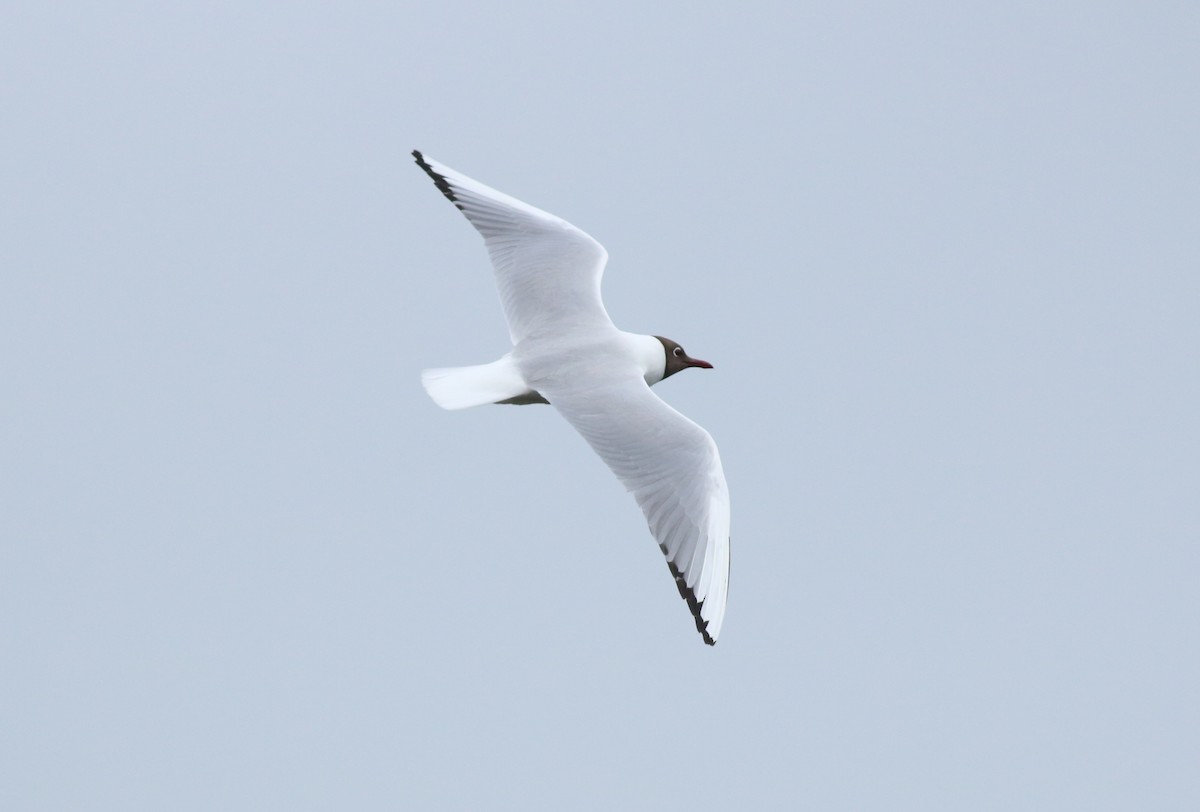 Mouette rieuse - ML620894734