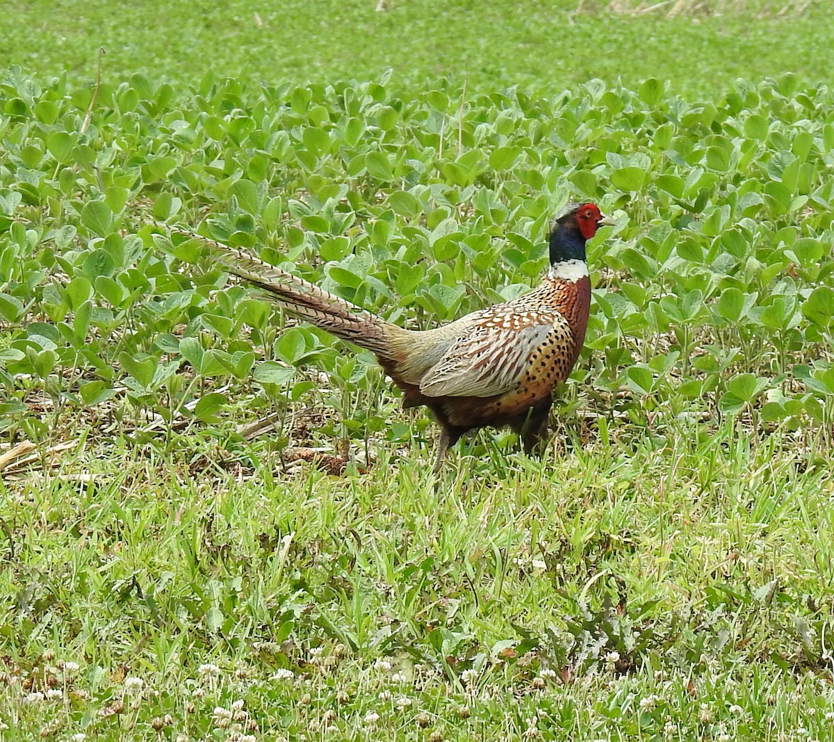 Ring-necked Pheasant - ML620894740