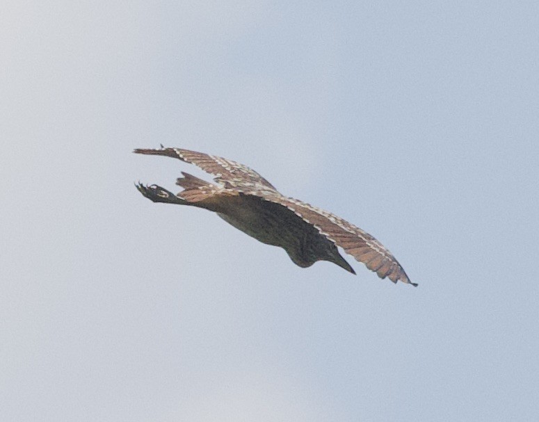 Nankeen Night Heron - ML620894741