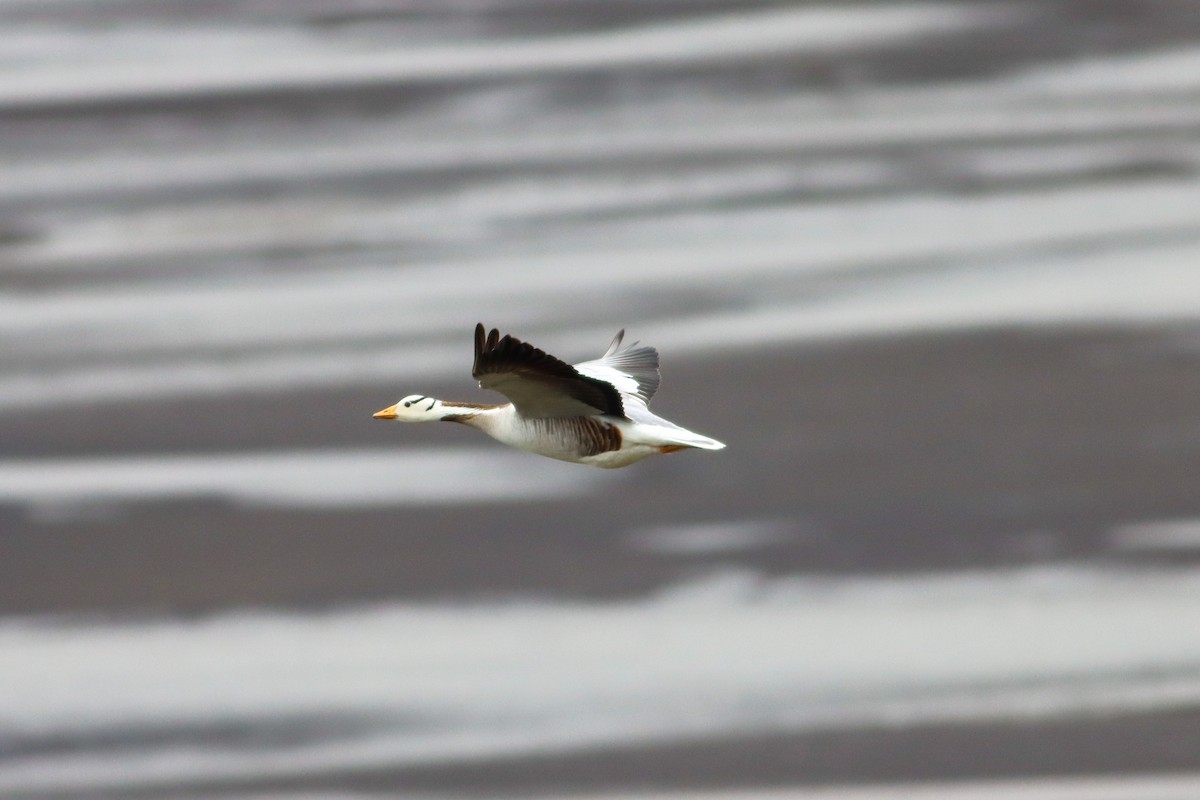 Bar-headed Goose - ML620894742