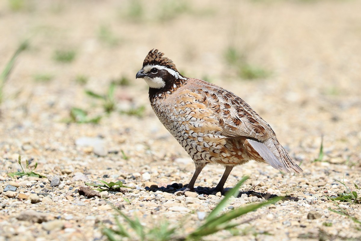 Northern Bobwhite - ML620894744