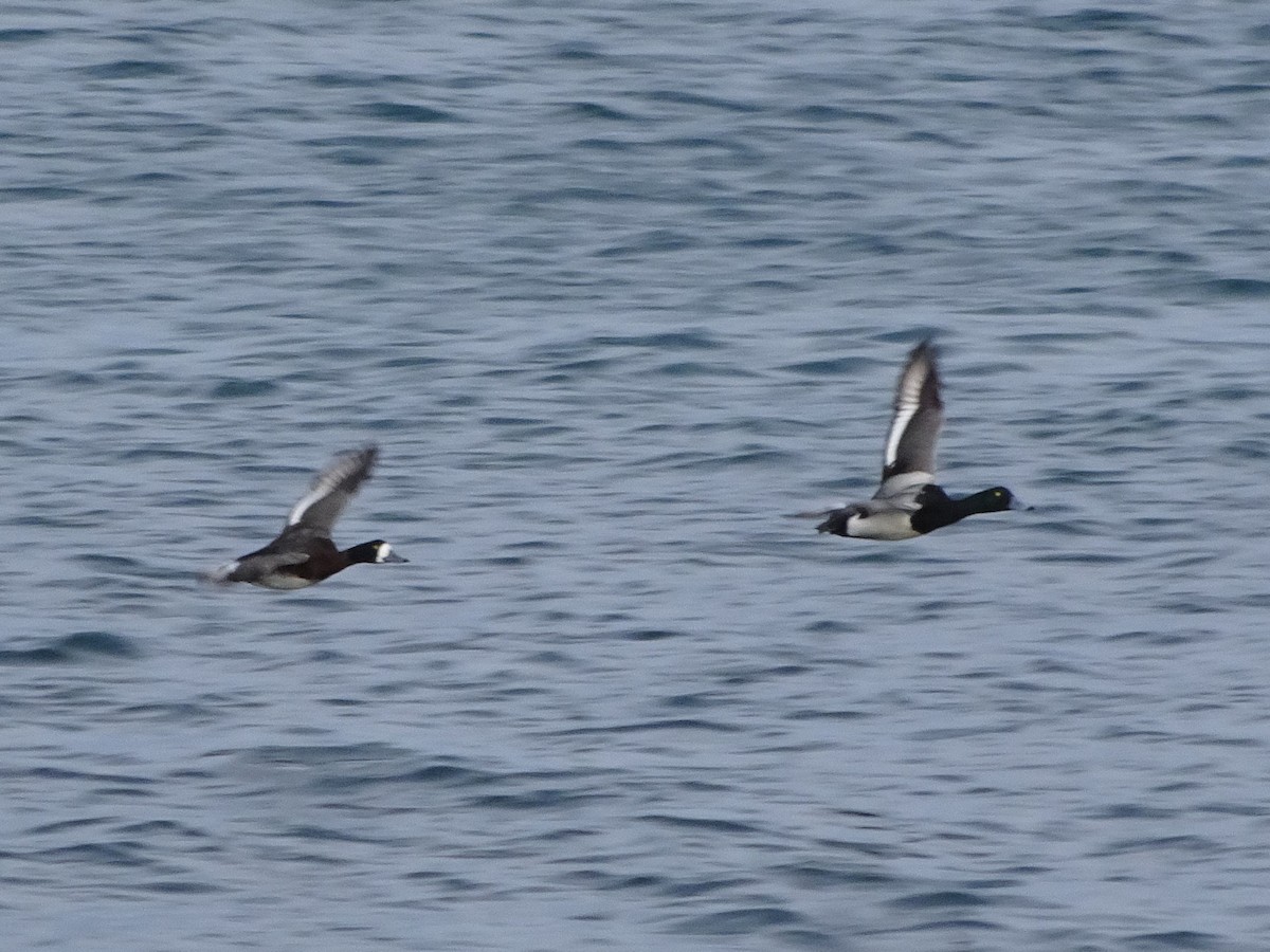 Greater Scaup - ML620894748