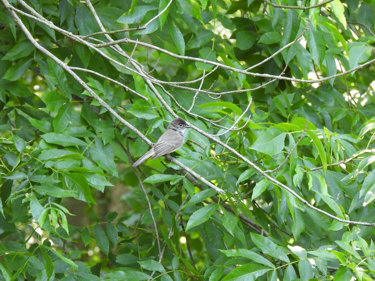 Eastern Phoebe - ML620894750