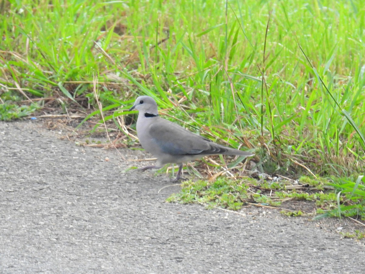 Ring-necked Dove - ML620894752