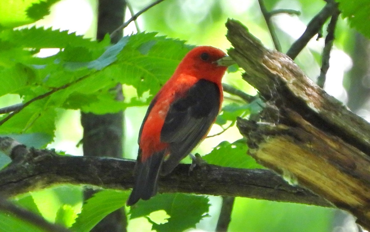 Scarlet Tanager - ML620894753
