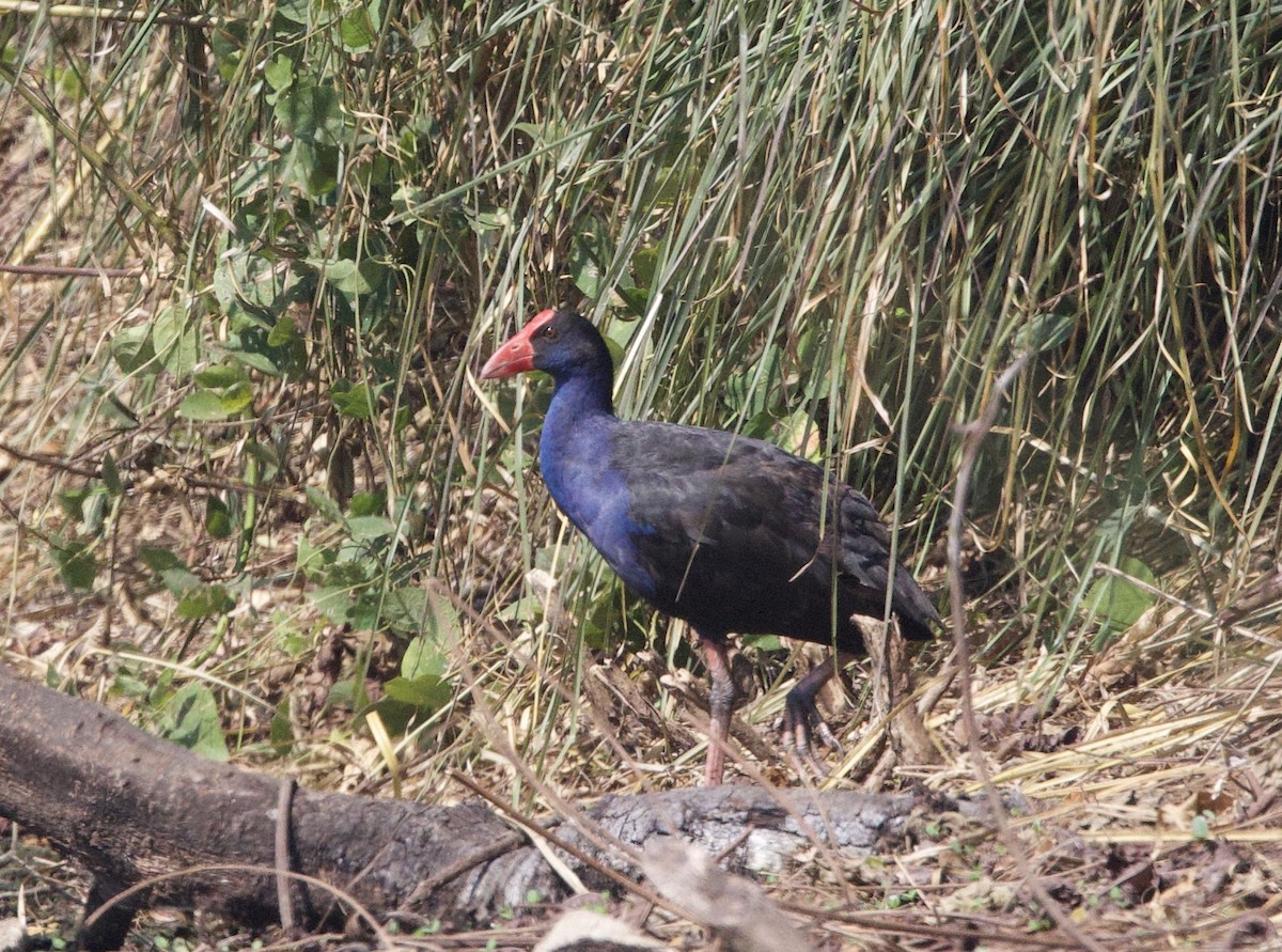 Australasian Swamphen - ML620894755