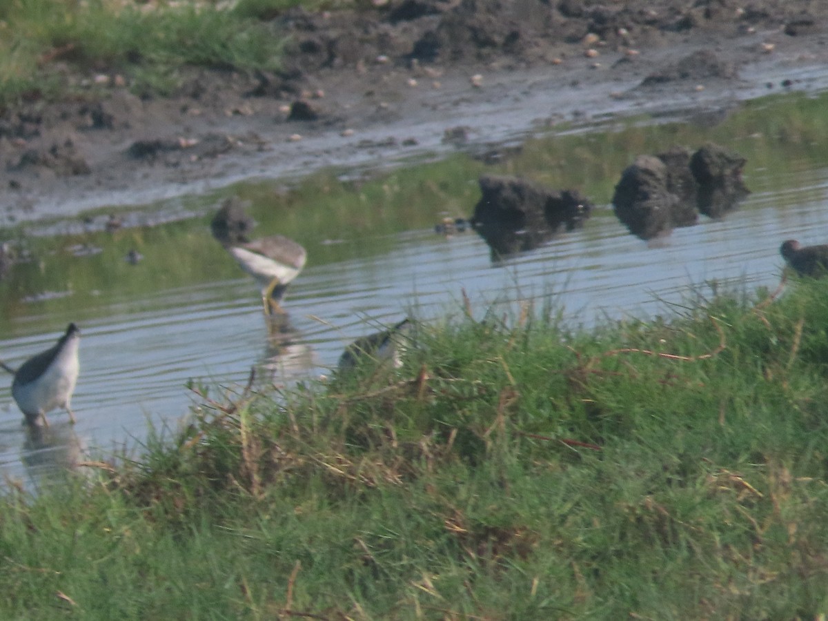 Lesser Yellowlegs - ML620894757