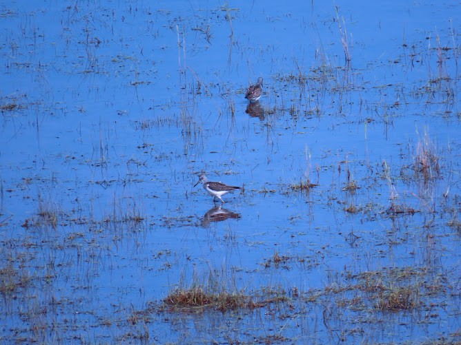 Common Greenshank - ML620894758