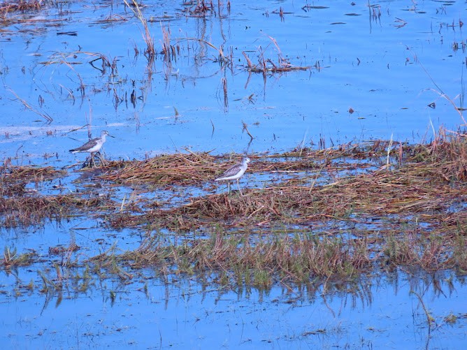 Common Greenshank - ML620894759