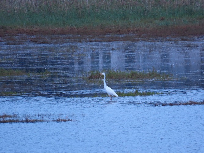 Great Egret - ML620894760