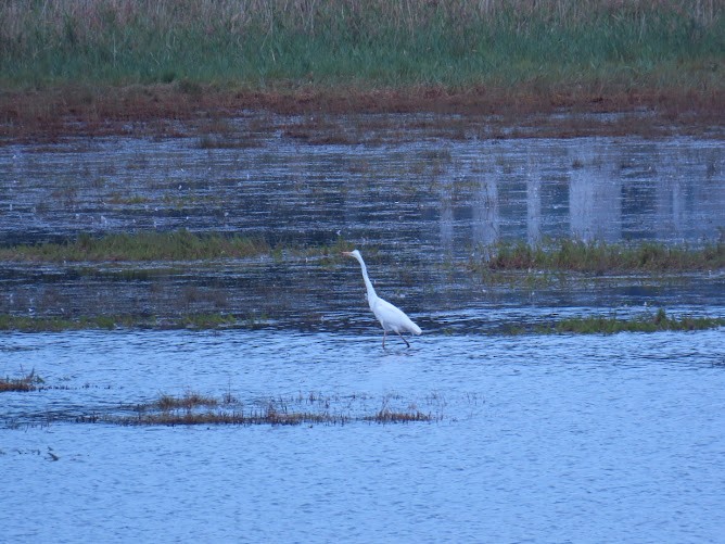 Great Egret - ML620894761