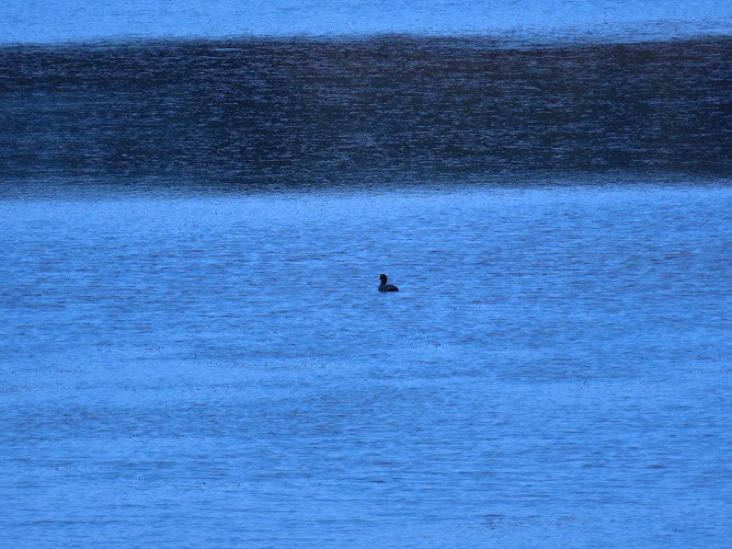 Eurasian Coot - ML620894762