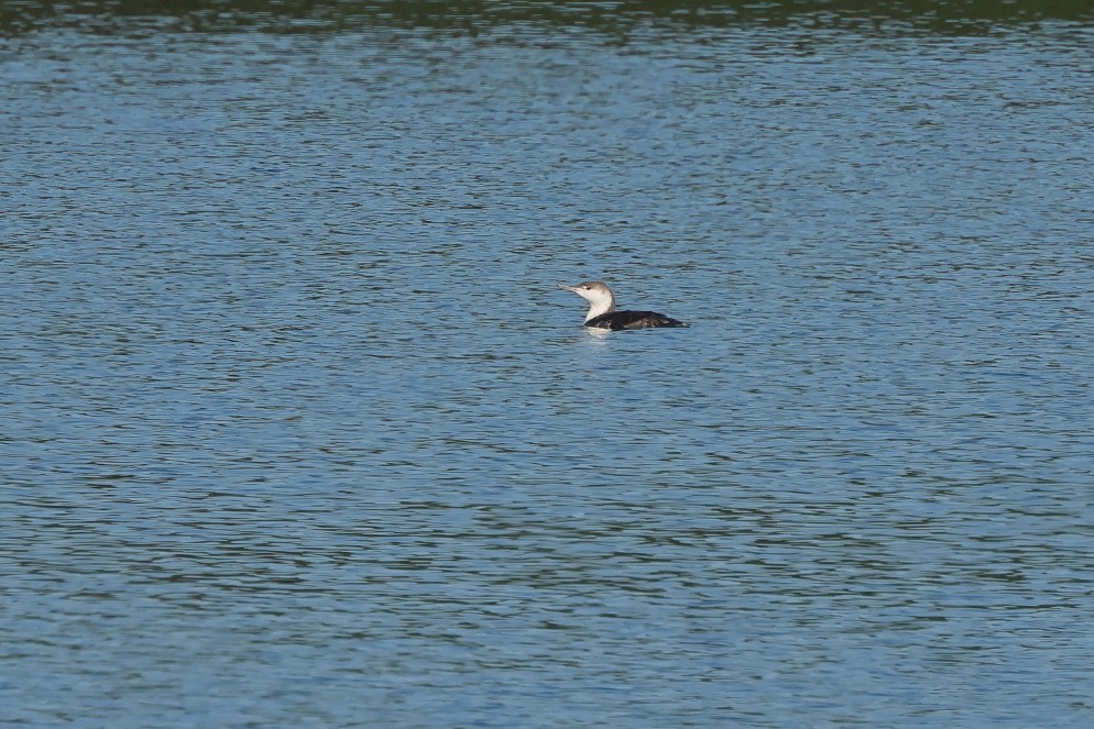 Red-throated Loon - ML620894766