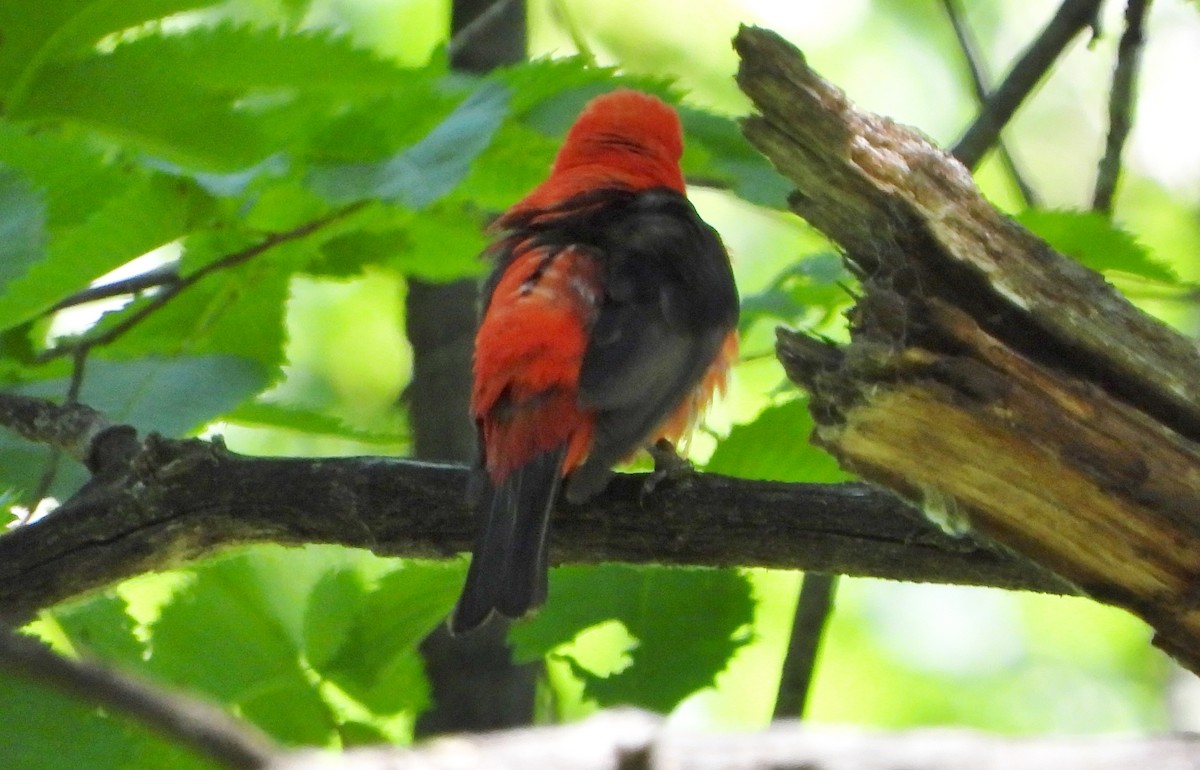 Scarlet Tanager - ML620894774