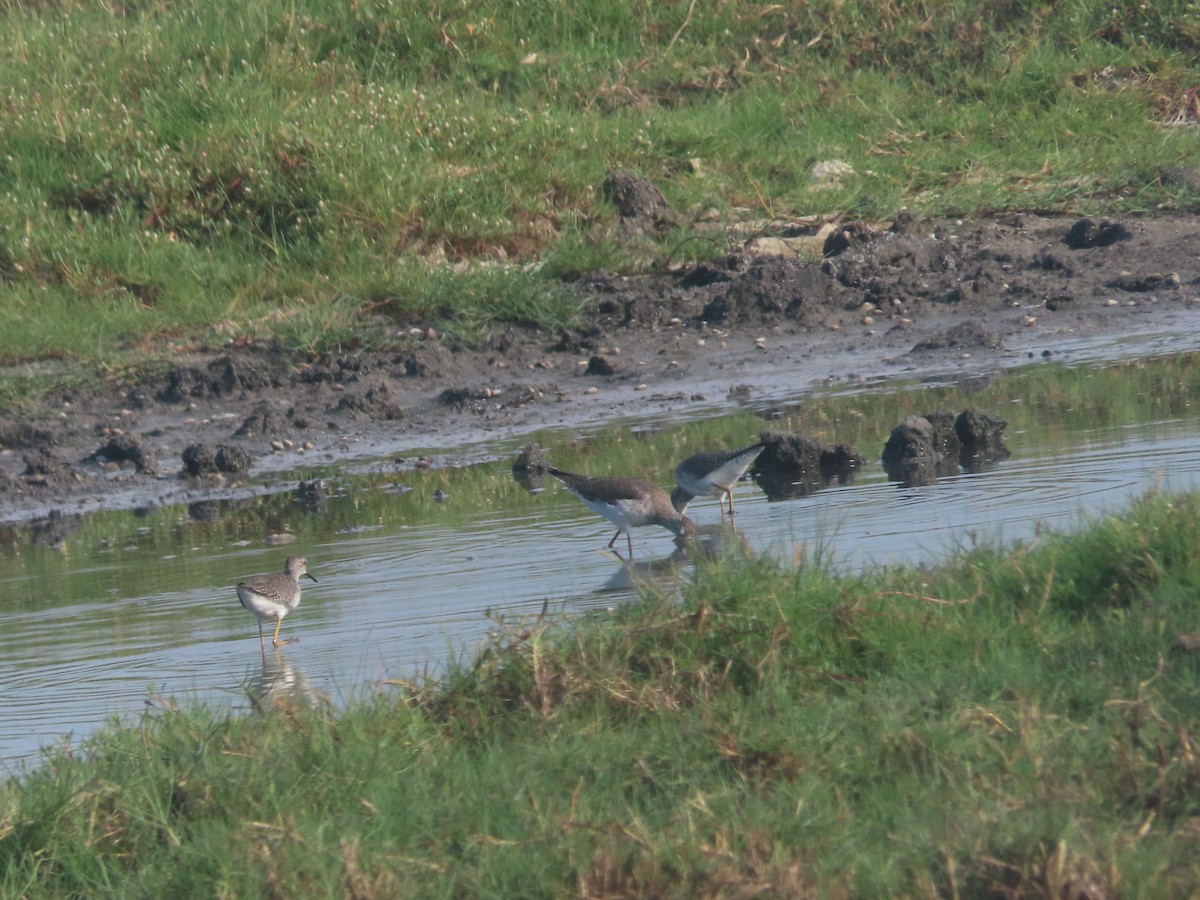 Lesser Yellowlegs - ML620894776