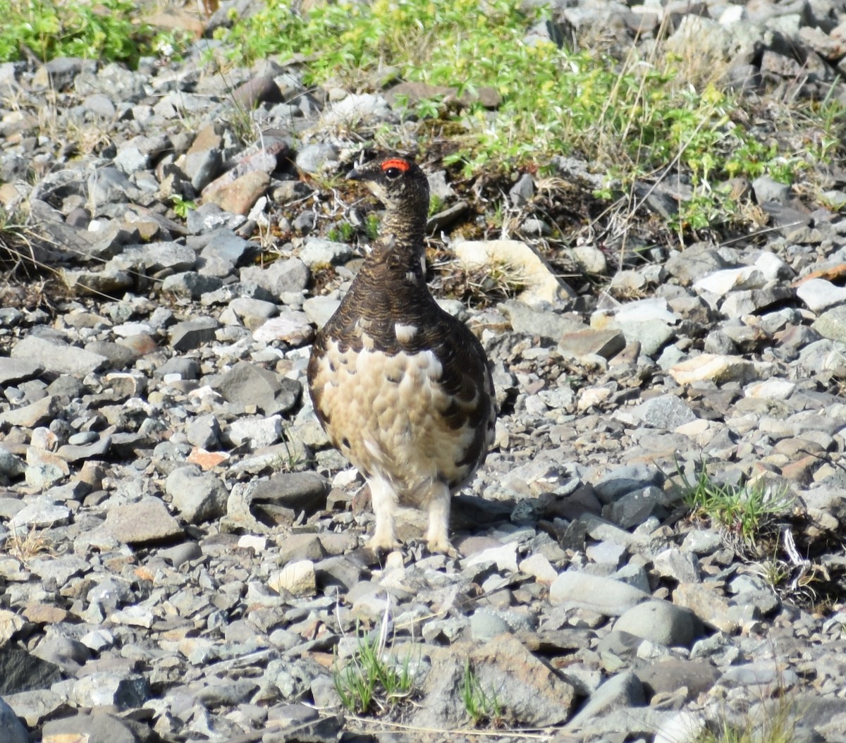 Rock Ptarmigan - ML620894779