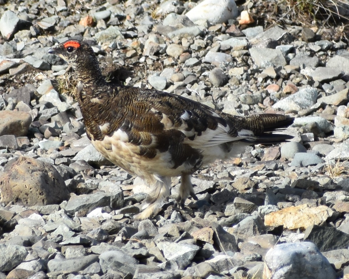 Rock Ptarmigan - ML620894784