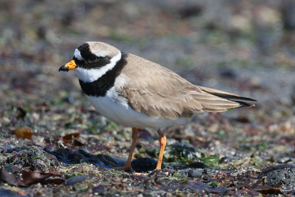 Common Ringed Plover - ML620894785