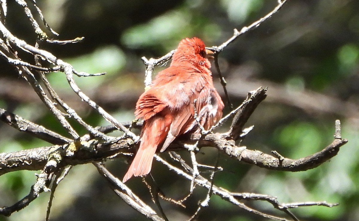 Summer Tanager - ML620894794