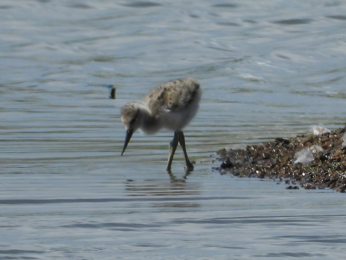 American Avocet - ML620894800