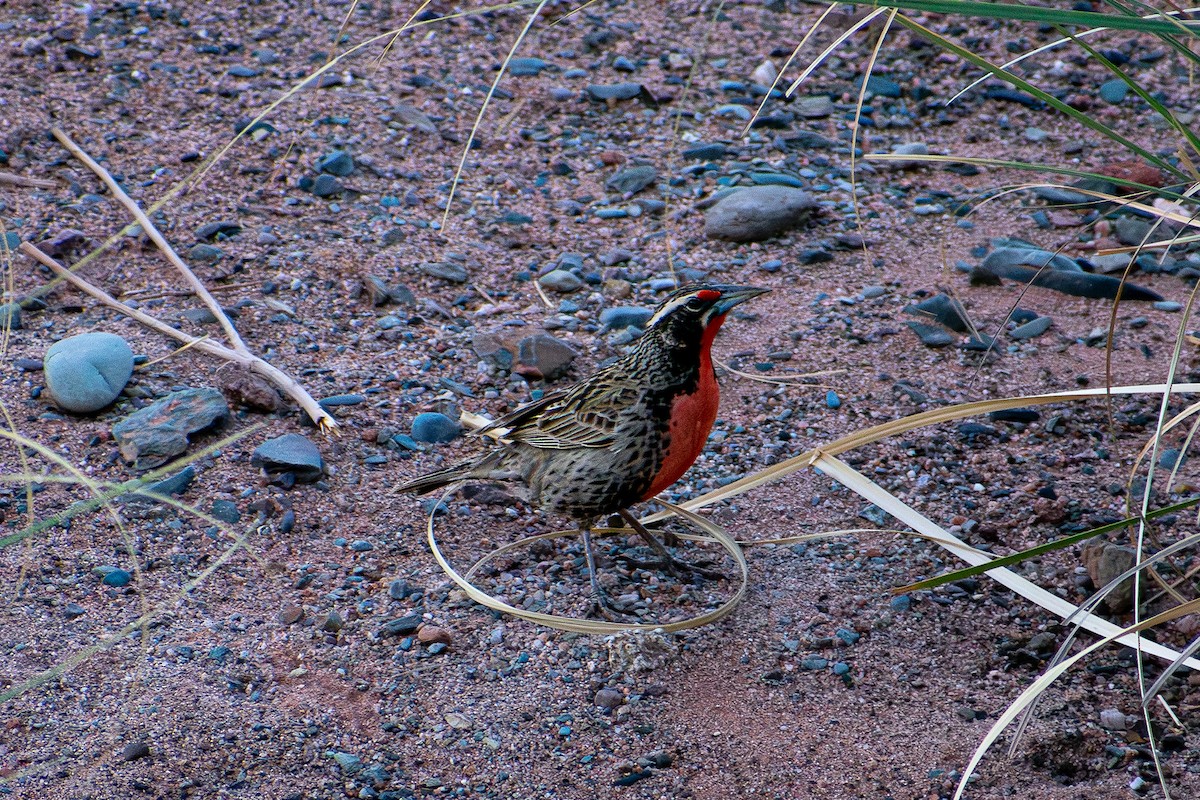 Long-tailed Meadowlark - ML620894802