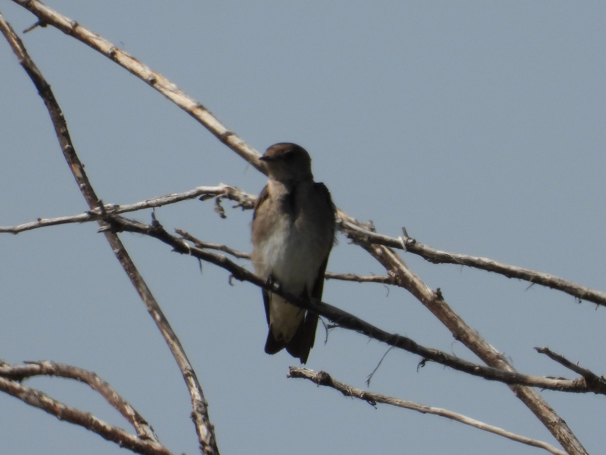 Northern Rough-winged Swallow - ML620894811