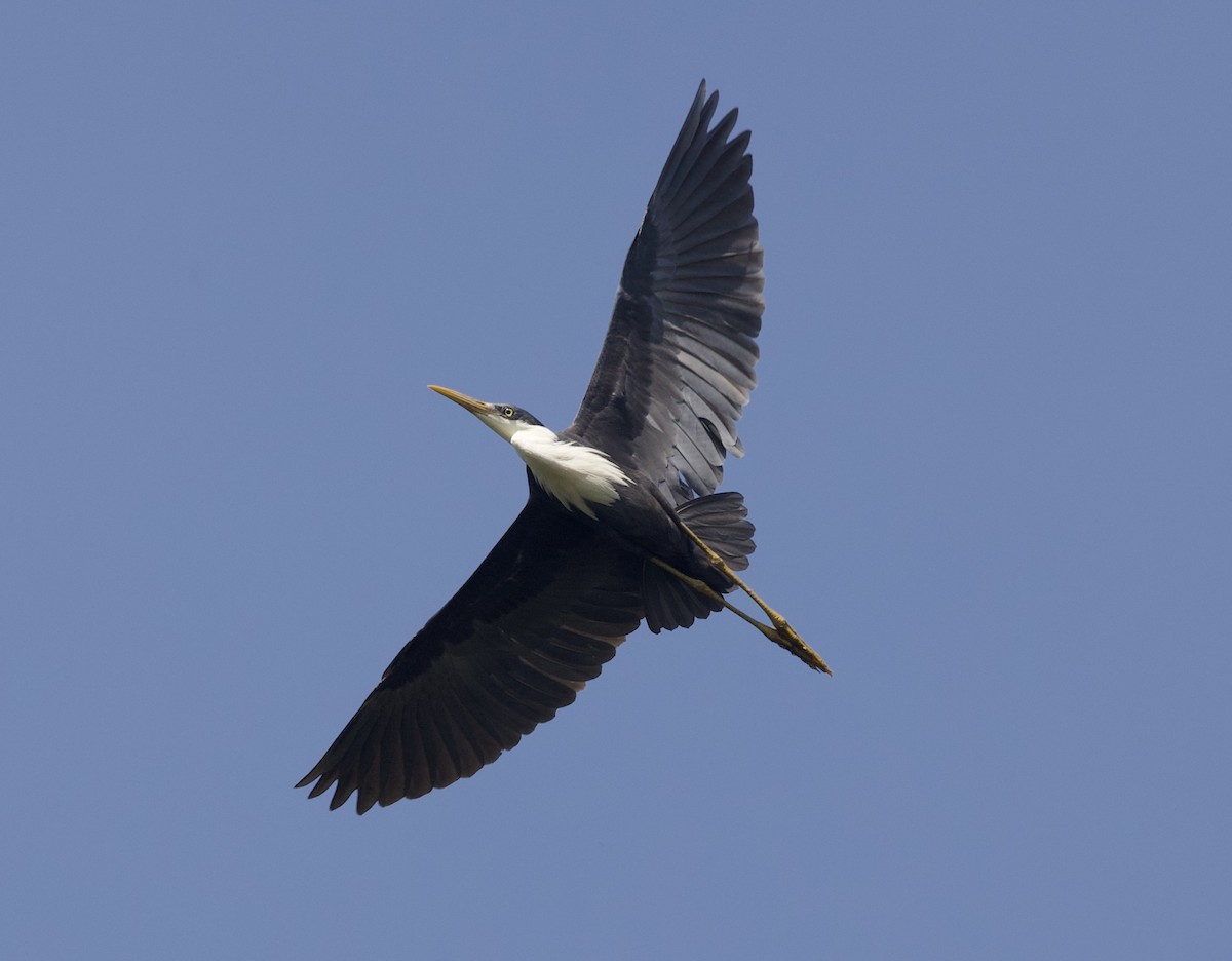 Pied Heron - ML620894821