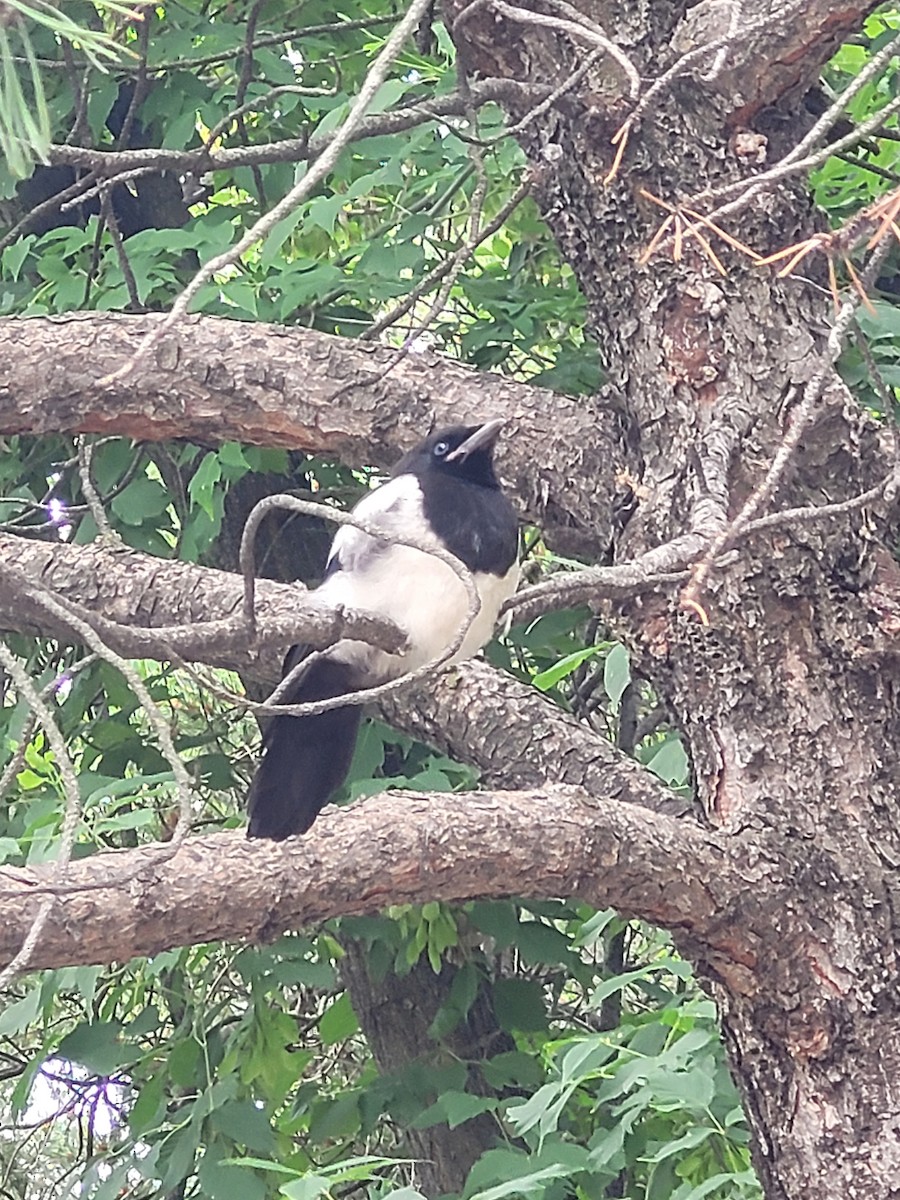 Black-billed Magpie - ML620894834