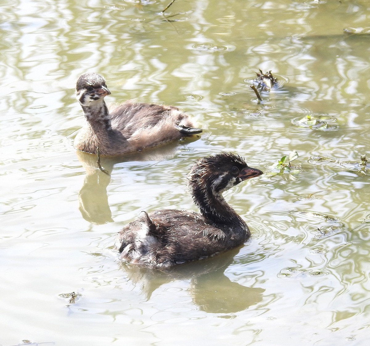 Pied-billed Grebe - ML620894836